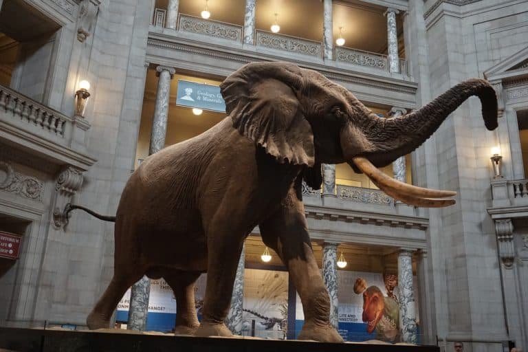 museum of natural history 4805813 1920